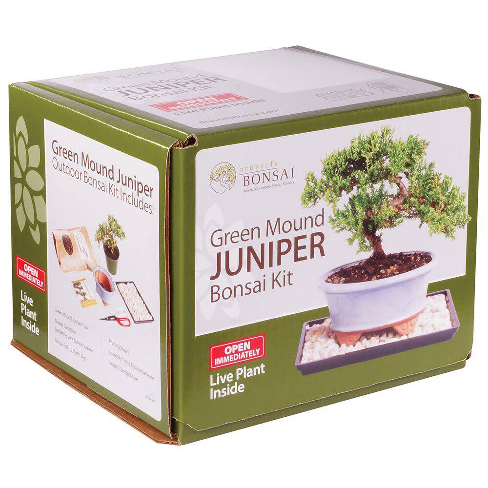 Juniper Bonsai Kit Green N293152