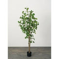 Eucalyptus Tree in Pot M964