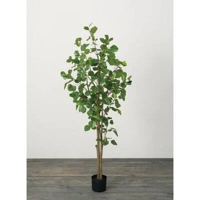 Eucalyptus Tree in Pot M964