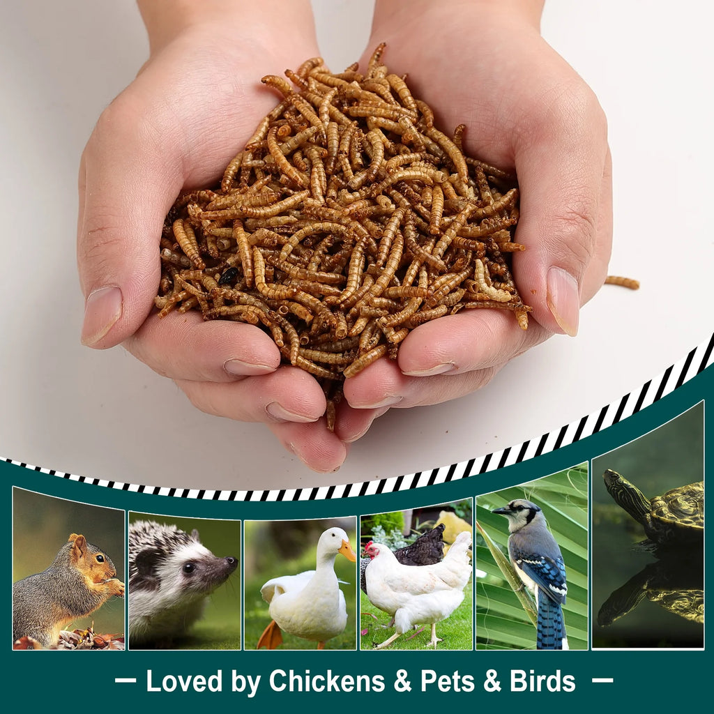 11LB Non-GMO Dried Mealworms L97752