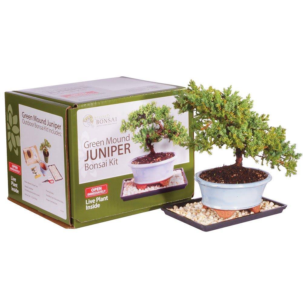 Juniper Bonsai Kit Green N293152