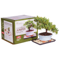 Juniper Bonsai Kit Green N293152