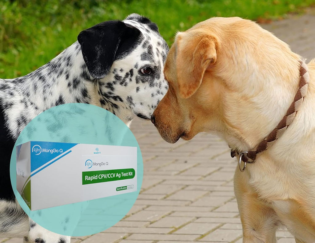 Canine Mouth and Nose Secretions Rapid Ag Testing Kit (Pack of 10) Q10266
