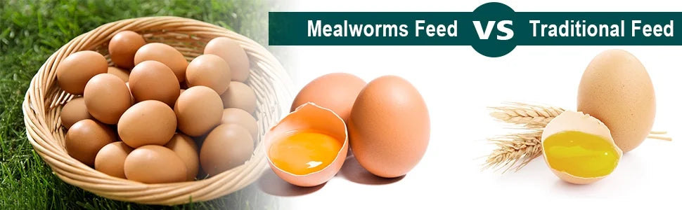 11LB Non-GMO Dried Mealworms L97752