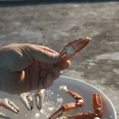 Crab & Lobster Tool Set, 2 Crab Crackers & 4 Seafood Forks C749